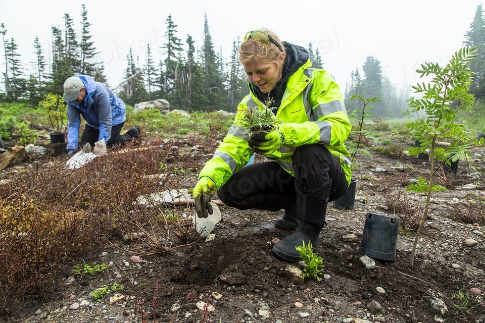 Planting seedlings out in a field